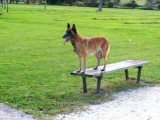 Une séance d'obéissance avec un Berger Malinois