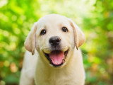 La socialisation et le développement comportemental du chiot