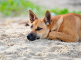 Pourquoi il ne faut pas laisser son chien errer seul ?