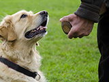 Comment enseigner l'obéissance à un chien ?