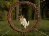 Quels tours peut-on apprendre à son chien ?