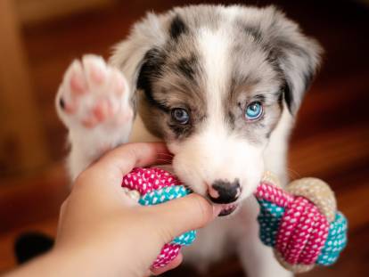 Comment reprendre un objet à son chien ?