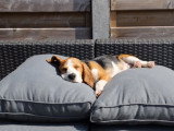 L'évolution d'un Beagle pendant ses 8 premiers mois