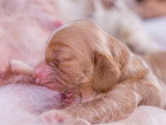 La vie d'un chiot pendant la gestation et à la naissance