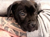 L'évolution d'un Cane Corso de 3 mois à 2 ans