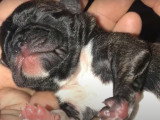 Les premiers jours d'un chiot Bugg