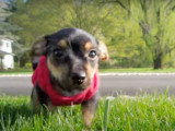 Différentes étapes de la vie de chien Chorkie