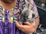 Les premiers moments à l'extérieur de cette petite Pom-a-Pug