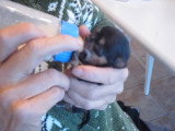 Un jeune Chorkie boit au biberon