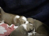Des petits Lhasa-Corgi