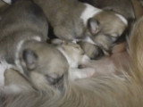 Des Lhasa-Corgi tètent du lait