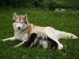 S'occuper de chiots de la naissance à deux mois