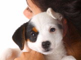 Croissance du chiot : conseils pour aider son chien à bien grandir