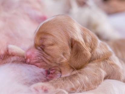La vie d'un chiot pendant la gestation et à la naissance