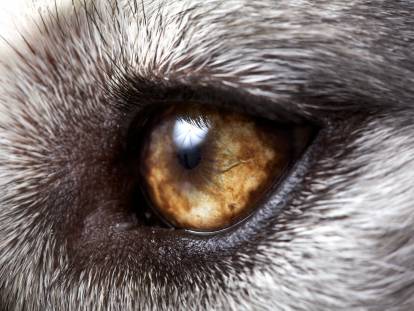Origines du chien : comment les chiens sont-ils apparus ?