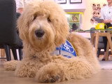 Devenir famille d'accueil d'un chien guide d'aveugle