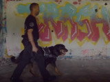 Le métier de maître-chien agent de sécurité