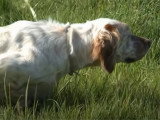 La formation et le dressage d'un chien d'arrêt