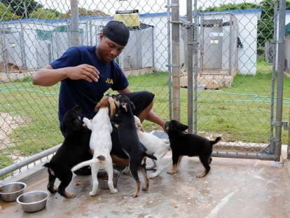 Un bénévole d'un refuge entouré par plusieurs chiens