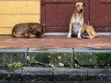 Les chiens errants de l'île de la Réunion