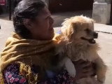 Bénédiction de chiens au cours de la messe de Saint Roch
