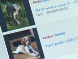 Les vols de chiens en France : statistiques, méthodes, solutions…