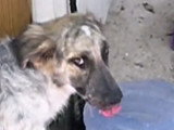 Les chiens errants de la République dominicaine