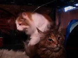 Les Français préfèrent-ils les chats aux chiens ?