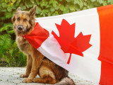 Un Berger Allemand assis et enveloppé dans un drapeau canadien agité par le vent
