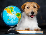 Un chien posant les pattes sur un livre et avec un globe sur sa droite