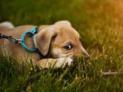 Chien volé : les vols de chiens