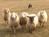 Impressionnante démonstration de travail sur troupeau par un Border Collie
