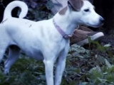 À la découverte du Parson Russell Terrier