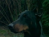 Reportage sur le Dobermann : tempérament, santé, alimentation…