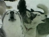 Reportage sur le Husky Sibérien : tempérament, santé, alimentation…