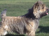 Tout savoir sur le Cairn Terrier