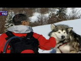 Le Malamute d'Alaska, un chien idéal pour qui aime la montagne