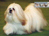 Présentation du Lhassa Apso