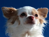 Tête d'un Chihuahua sur un fond bleu
