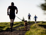 Les races de chiens les plus endurants