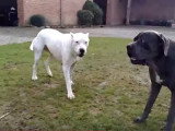 Bagarre entre Cane Corso et Dogue Argentin : qui est le plus fort ?