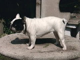Tout savoir sur le bouledogue français