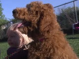 Caniche : tout sur cette race de chien