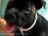 Reportage sur le Staffordshire Bull Terrier