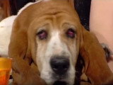 Le Basset Hound, fidèle compagnon