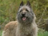 Présentation du Bouvier des Ardennes