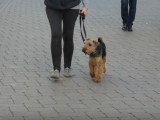 L'éducation d'un Welsh Terrier en 4 semaines