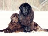 Les races de chiens qui vivent le moins longtemps