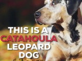 Quelques informations au sujet du Chien Léopard Catahoula