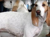 Présentation du Chien blanc Billy, un chien royal